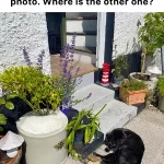Only the most perceptive will be able to spot the two cats in this photo: can you see them?